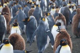 Les défenseurs de l'environnement pointent la surpêche à l'origine de l'hécatombe de manchots en Uruguay (archives).